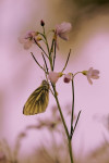Klein geaderd witje (Pieris napi) op pinksterbloem, Speuld